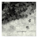 Ivy posters by ribizlifozelek Ivy posters