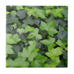 Ivy Print Tile