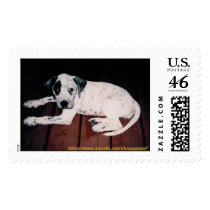 Ivy Stamp