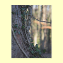 Ivy & Tree Postcard postcards