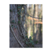 Ivy & Tree Postcard