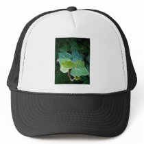 Ivy Vine 14 hats by LivingNature Ivy Vine 14 hats