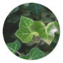 Ivy Vine 5