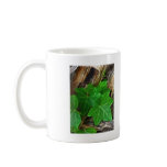 Ivy Vine on Palm Tree 4 mugs