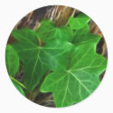 Ivy Vine on Palm Tree 4 stickers by LivingNature Ivy Vine on Palm Tree 4 stickers