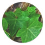 Ivy Vine on Palm Tree 4