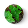 Ivy Vine on Palm Tree 5