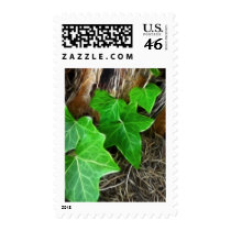 Ivy Vine on Palm Tree 5 Postage Stamps
