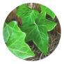 Ivy Vine on Palm Tree 5