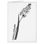 Ixia Erecta Cards