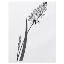 Ixia Erecta flyers by jarthurdavis Ixia Erecta flyers