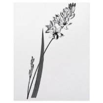 Ixia Erecta letterhead