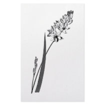 Ixia Erecta stationery