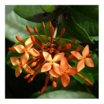 Ixora Bouquet posters