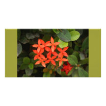 Ixora Coccinea in Mexico Personalized Photo Card