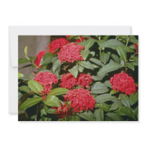 Ixora 'Trinidad Red' (Flame Of The Woods) flowers Invite