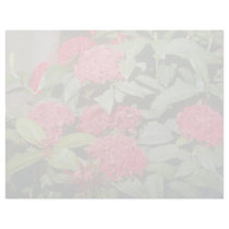 Ixora 'Trinidad Red' (Flame Of The Woods) flowers Letterhead Design