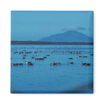 Izembek Lagoon and Amak Island Refrigerator Magnet