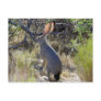 J A C K R A B B I T POSTCARD