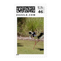 Jabau Northern Territory Bird Postage Stamps