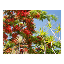 Jacaranda Blossoms Post Card