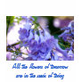 Jacaranda Blossoms Tee Shirts