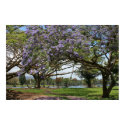 Jacaranda in Bloom print