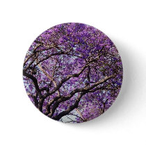 Jacaranda tree in spring bloom flowers buttons