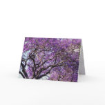 Jacaranda tree in spring bloom flowers cards