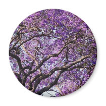 Jacaranda tree in spring bloom flowers refrigerator magnet
