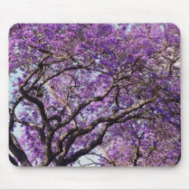 Jacaranda tree in spring bloom flowers mouse pad