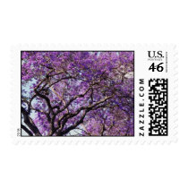 Jacaranda tree in spring bloom flowers postage stamps