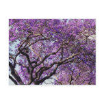 Jacaranda tree in spring bloom flowers post cards