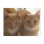 Jack & Colby Postcard