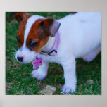 Jack Cute Print