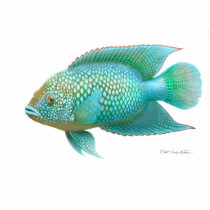 Jack Dempsey cichlid photo sculptures by twopurringcats Jack Dempsey cichlid photo sculptures