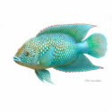 Jack Dempsey cichlid photo sculptures by twopurringcats Jack Dempsey cichlid photo sculptures