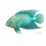 Jack Dempsey cichlid