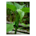 Jack-in-the-pulpit Card