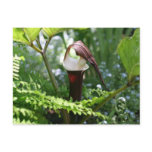 Jack In The Pulpit Flower Photography Postcard