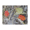 Jack-In-The-Pulpit Seeds Postcard