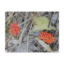 Jack-In-The-Pulpit Seeds Postcard by CarolsCamera Jack-In-The-Pulpit Seeds Postcard