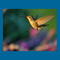 Jack London Female Anna's Hummingbird Print posters