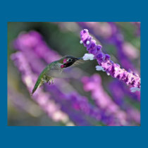 Jack London Male Anna's Hummingbird Print posters