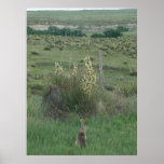 Jack  rabbit and Yucca Posters