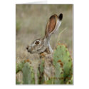 Jack Rabbit - Cactus - 2 - 2009 cards