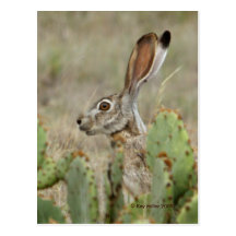 Jack Rabbit - Cactus - 2 - 2009 Postcards
