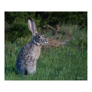 Jack Rabbit print