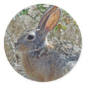 Jack Rabbitt stickers by mlane53 Jack Rabbitt stickers