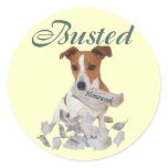 Jack Russel Busted Stickers